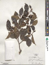 Stewartia pseudocamellia image