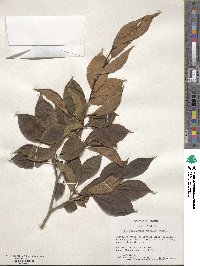 Stewartia pseudocamellia image