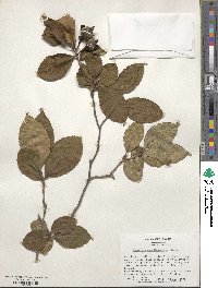 Stewartia pseudocamellia image