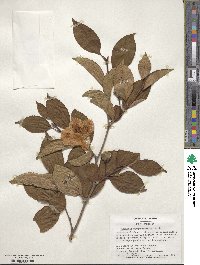 Stewartia pseudocamellia image