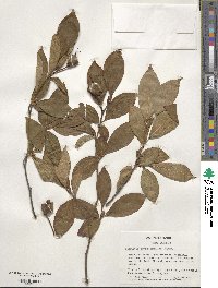 Stewartia pseudocamellia image