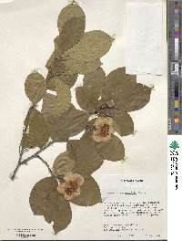 Stewartia pseudocamellia image