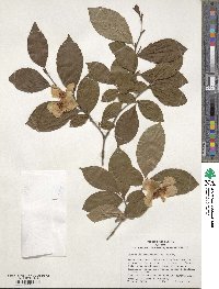 Stewartia pseudocamellia image