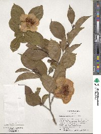 Stewartia pseudocamellia image