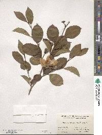 Stewartia pseudocamellia image