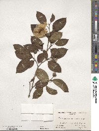 Stewartia pseudocamellia image