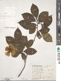 Stewartia pseudocamellia image