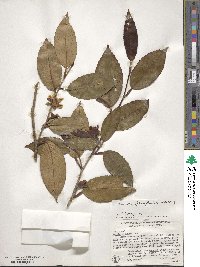 Stewartia pteropetiolata image