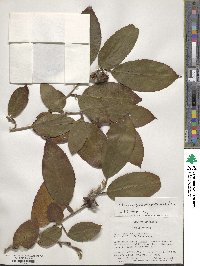 Stewartia pteropetiolata image