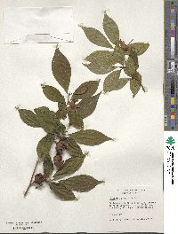 Stewartia serrata image