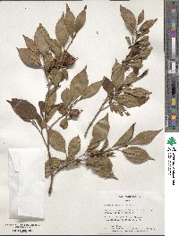 Stewartia serrata image