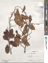 Stewartia serrata image