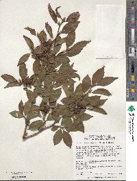 Stewartia sinensis image