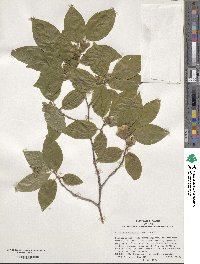 Stewartia sinensis image