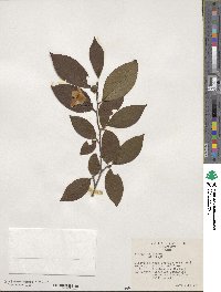 Stewartia sinensis image