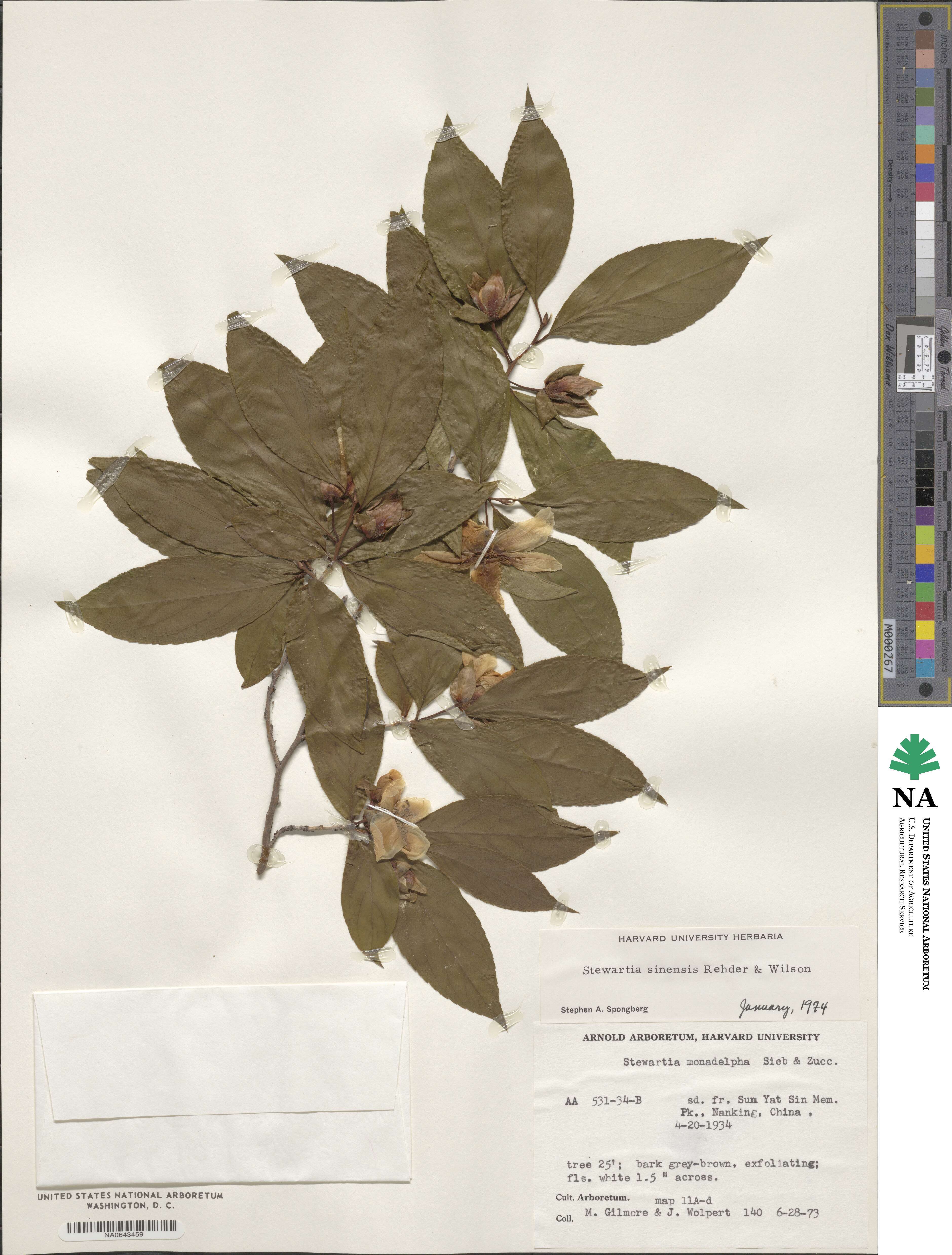 Stewartia sinensis image