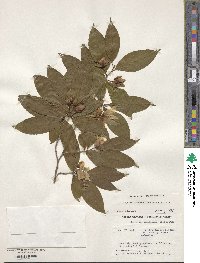 Stewartia sinensis image