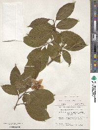 Stewartia sinensis image