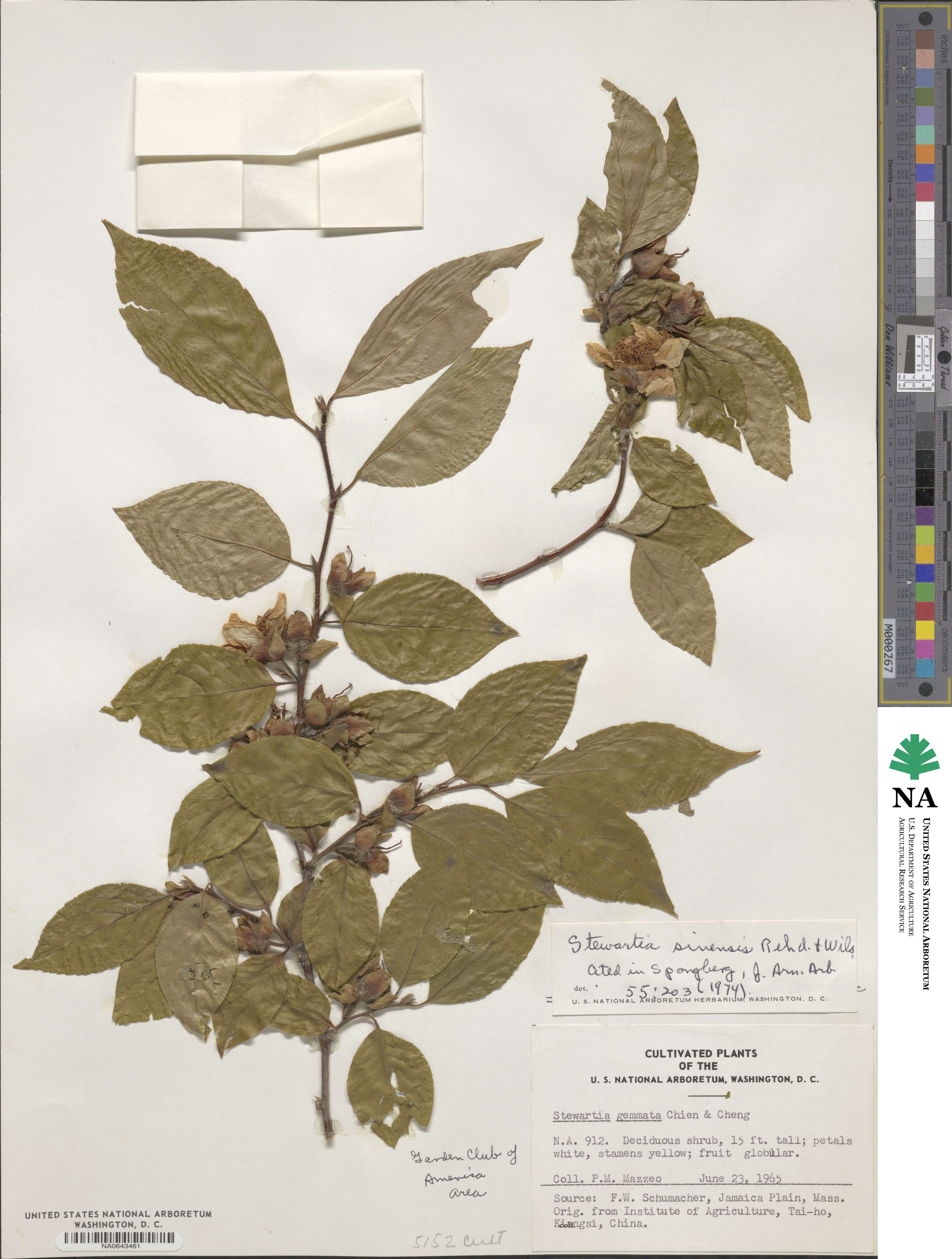 Stewartia sinensis image