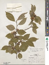 Stewartia sinensis image