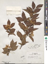 Stewartia sinensis image