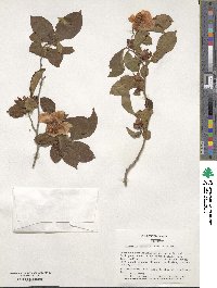 Stewartia sinensis image