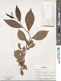 Stewartia sinensis image