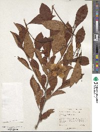 Stewartia sinensis image