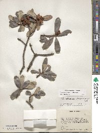 Image of Ternstroemia lineata