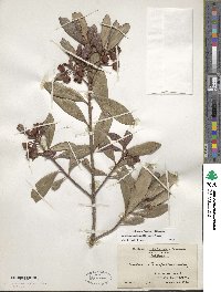 Ternstroemia lineata image