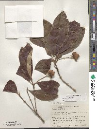 Image of Ternstroemia maltbyi