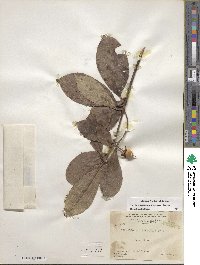 Ternstroemia tepezapote image