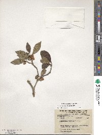 Ternstroemia sylvatica image