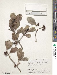 Image of Ternstroemia stahlii