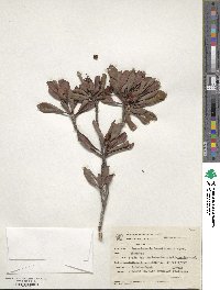 Image of Ternstroemia brasiliensis