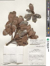 Image of Ternstroemia jelskii