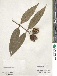 Syzygium jambos image