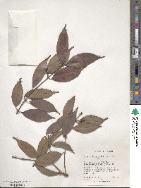 Syzygium lineatum image