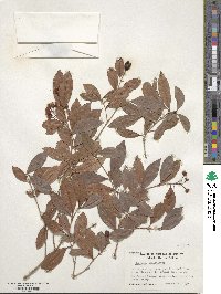 Syzygium paniculatum image