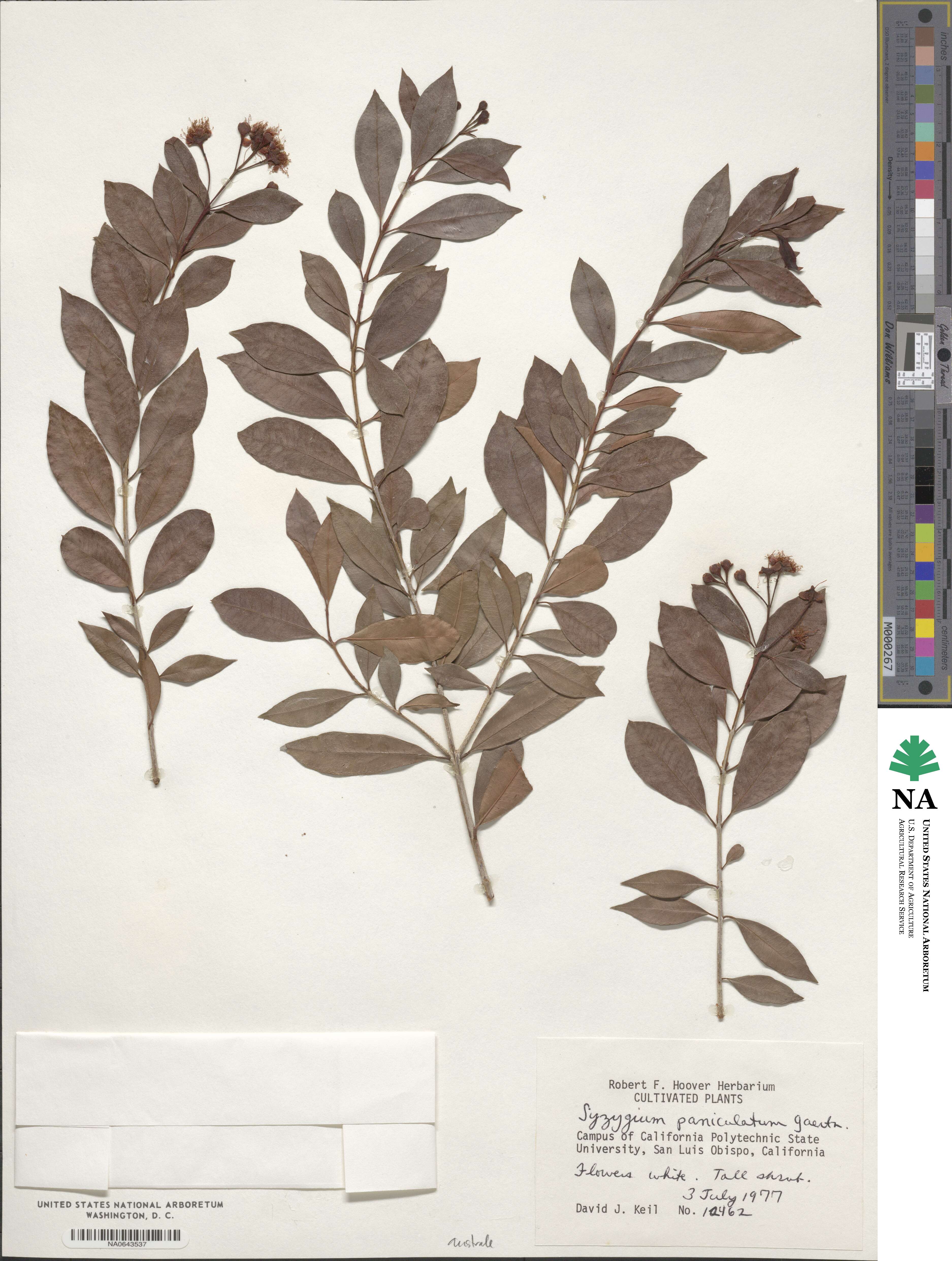Syzygium paniculatum image