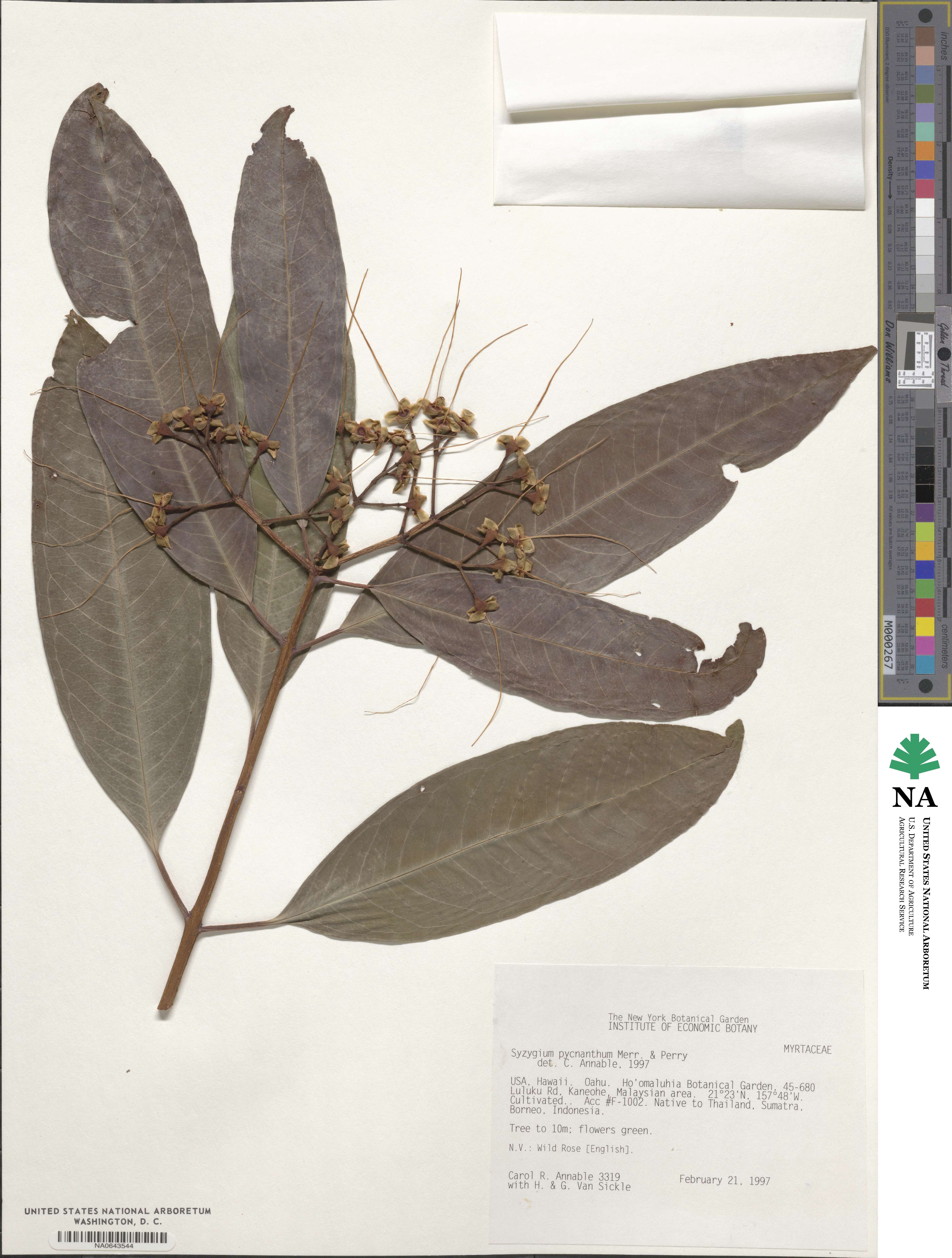 Syzygium pycnanthum image