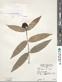 Syzygium wilsonii image