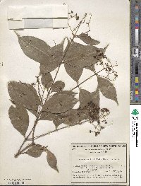 Syzygium smithii image