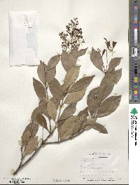 Image of Acmena floribunda