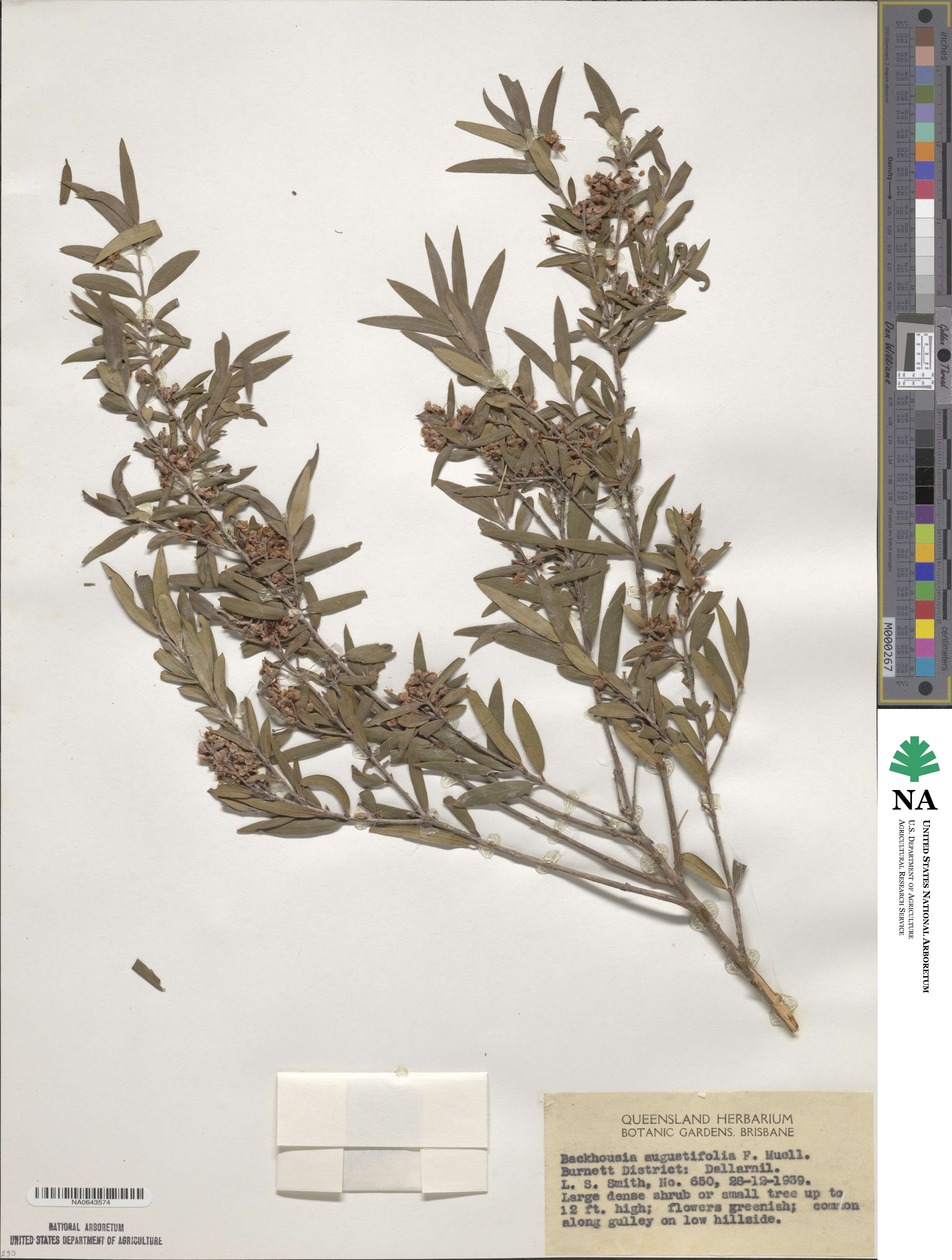 Backhousia angustifolia image