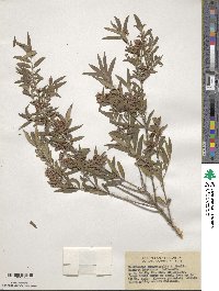 Image of Backhousia angustifolia