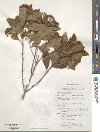 Image of Backhousia hughesii