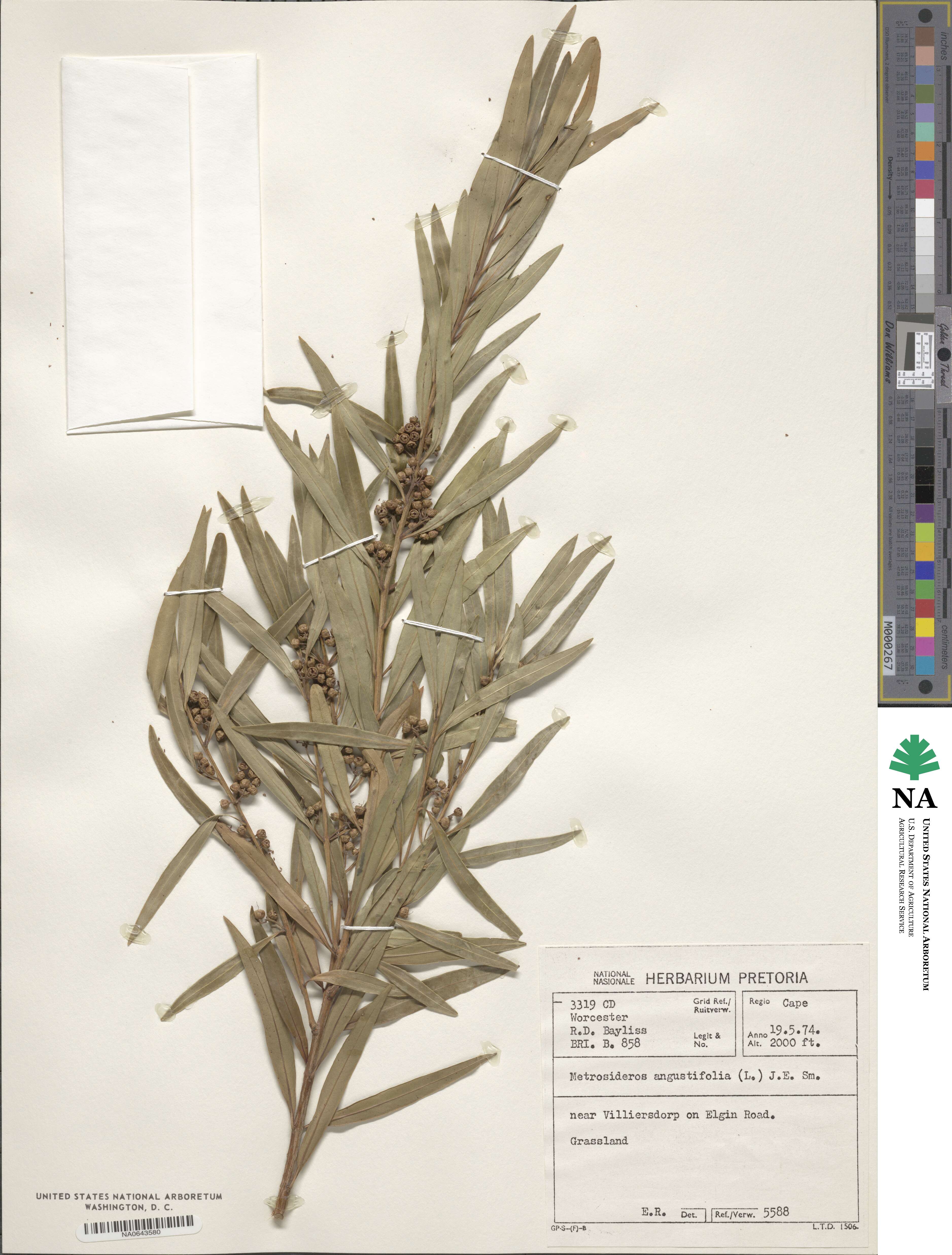 Callistemon lanceolatus image