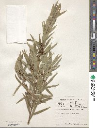 Image of Callistemon lanceolatus