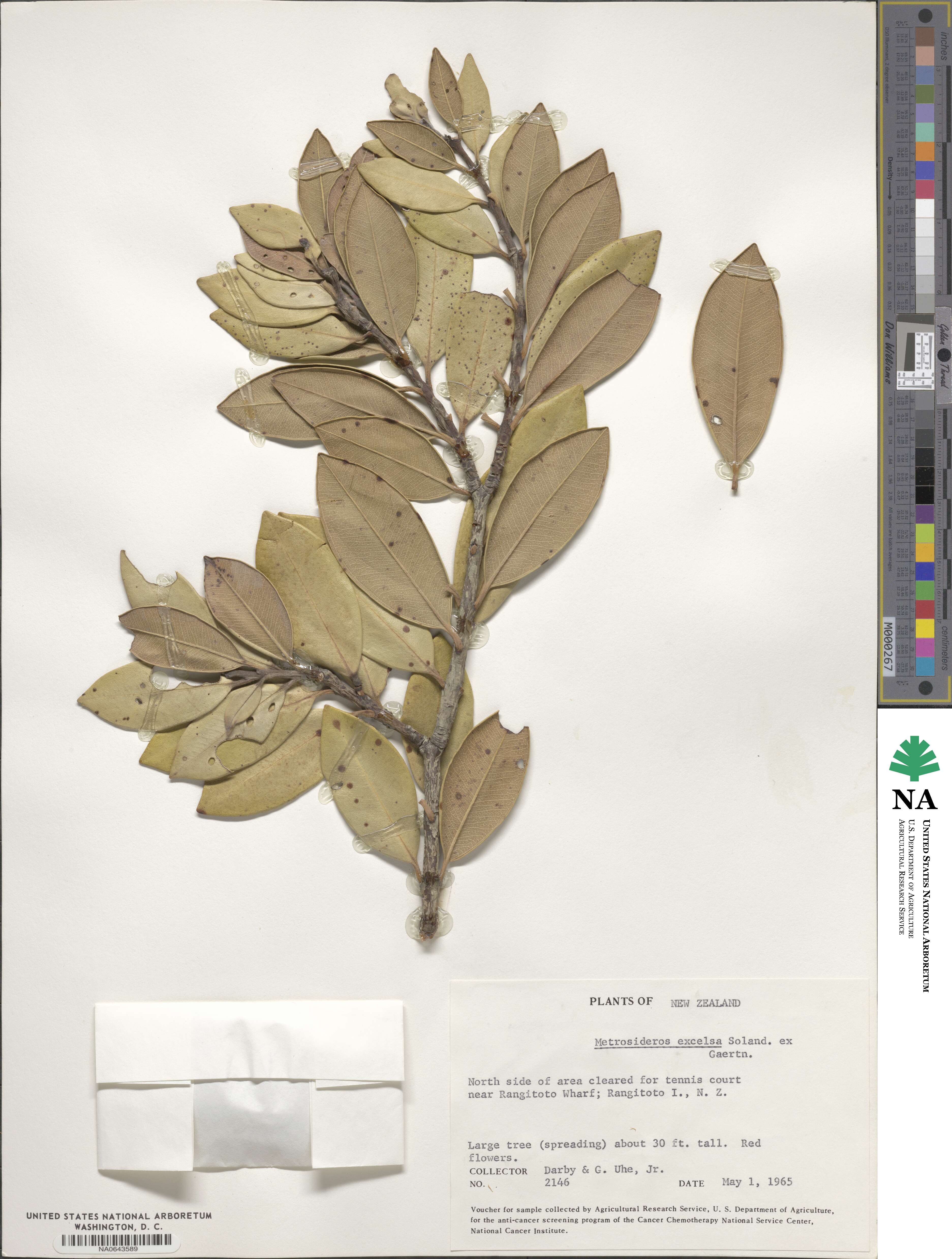 Metrosideros excelsa image